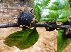 Diospyros gabunensis