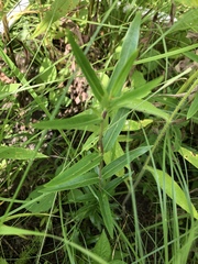 Gentiana puberulenta
