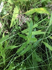 Gentiana puberulenta