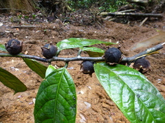 Diospyros gabunensis