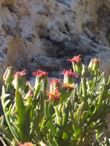 Image of Othonna retrofracta by (c) kevin koen, some rights reserved (CC BY-SA)