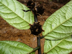 Diospyros gabunensis