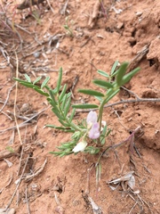 Astragalus geyeri