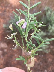 Astragalus geyeri