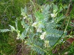 Vicia pannonica