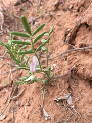 Astragalus geyeri