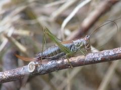 Conocephalus dorsalis