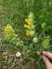 Rhinanthus mediterraneus