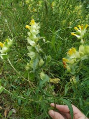 Rhinanthus mediterraneus