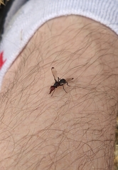 Seioptera vibrans