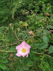 Rosa pouzinii