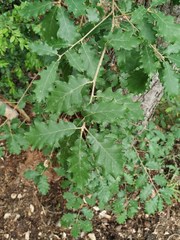Quercus × cerrioides