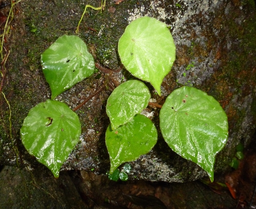 Begonia quadrialata
