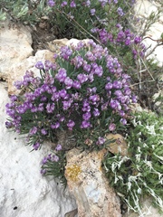 Astragalus spatulatus
