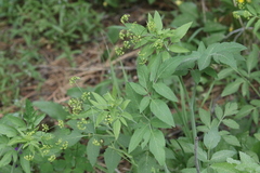 Osmorhiza occidentalis