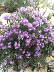 Astragalus spatulatus