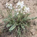 White Point-Vetch - Photo (c) ashegan, some rights reserved (CC BY-NC), uploaded by ashegan