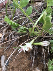 Astragalus megacarpus
