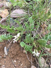Astragalus megacarpus