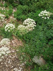 Laserpitium gallicum