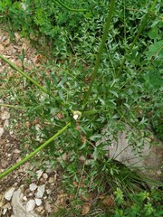 Laserpitium gallicum