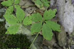 Phyllosticta parthenocissi