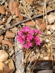 Pistorinia hispanica