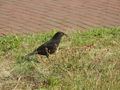 Turdus merula