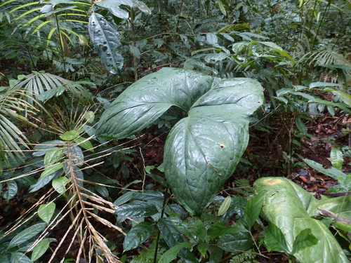 Nephthytis afzelii