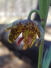 Fritillaria atropurpurea