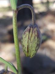 Fritillaria atropurpurea