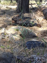 Fritillaria atropurpurea