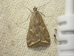 Loxostege munroealis