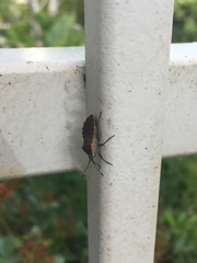 Catorhintha apicalis