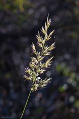 Calamagrostis ophitidis