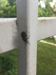 Catorhintha apicalis