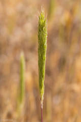 Gastridium phleoides