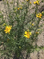 Coreopsis palmata