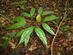 Stachyothyrsus stapfiana
