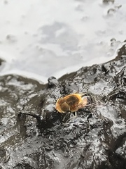 Palpada ruficeps