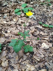 Ranunculus tuberosus