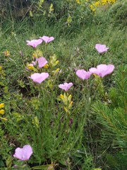 Linum viscosum