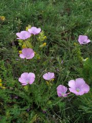 Linum viscosum