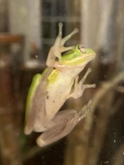 Hyla cinerea