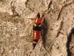 Lordithon lunulatus