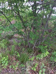 Amelanchier stolonifera