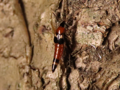 Lordithon lunulatus