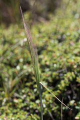 Elymus multisetus
