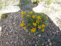 Packera dimorphophylla