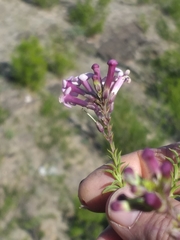 Freylinia densiflora